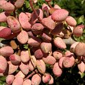 Fruto de pistacho. Variedad Kerman (6)